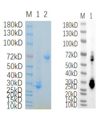 Reducing 4%-20% SDS-PAGE (CBB stained) and WB (Anti-His Mouse Monoclonal antibody) analysis profiles of purified CRBN.
1. CRBN
2. BSA